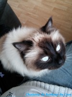 /album/scar/scar-4-jpg/